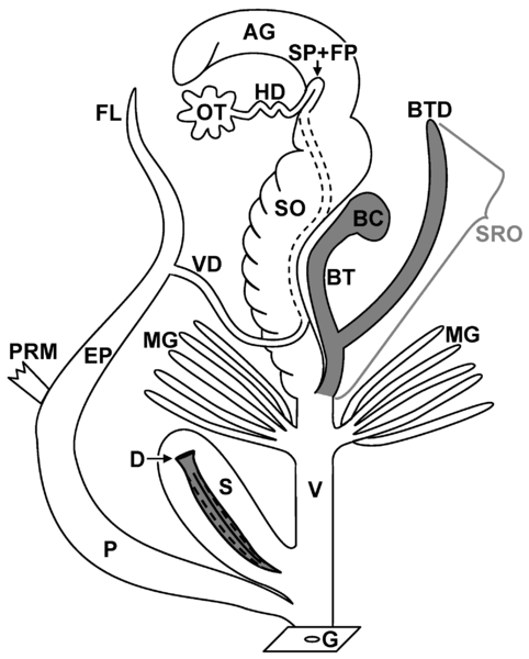 Reproductive system of a gastropod. From wikipedia commons