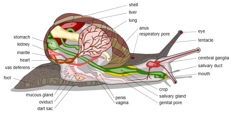 Typical anatomy of snails in the Phylum Mollusca