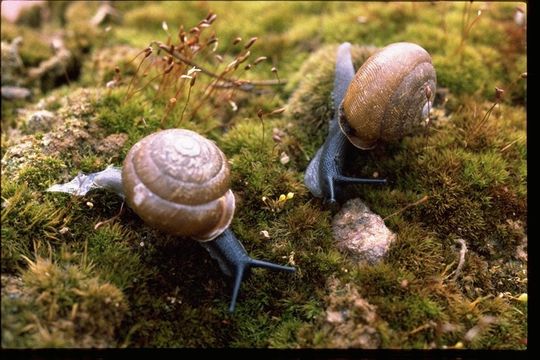 This snail is part of the genus Patera. This picture was used with permission from The Encyclopedia of Life
