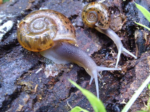 This picture of snails from phylum Gastropoda was used with permission from The Encyclopedia of Life