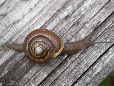 This picture of a snail found in the family Polygyridae was used with permission from The Encyclopedia of Life
