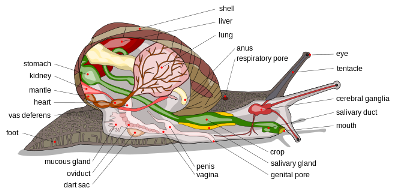 This picture of the snail's anatomy is used with the permission from Zip Code Zoo