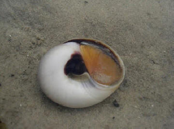 This is an example of a snail using an operculum to close off the shell. Used with permission of Mei Lin http://psychedelic-nature.blogspot.com/2009/01/im-team-seagrass-noobie.html