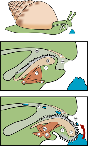 Feeding Process of a Gastropod