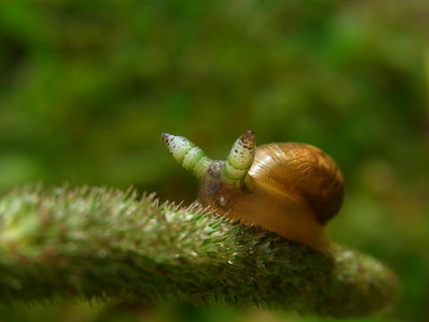 Snail with parsitic worm