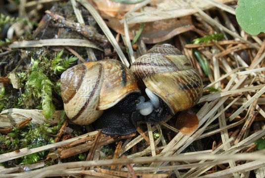 This picture is of two snails mating compliments of EOL.org