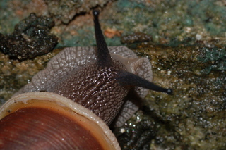 This picture is of a typical snail compliments of discoverlife.org