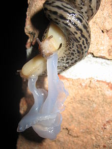 A pair of Limax maximus snails mating - Photo credit to Spleines