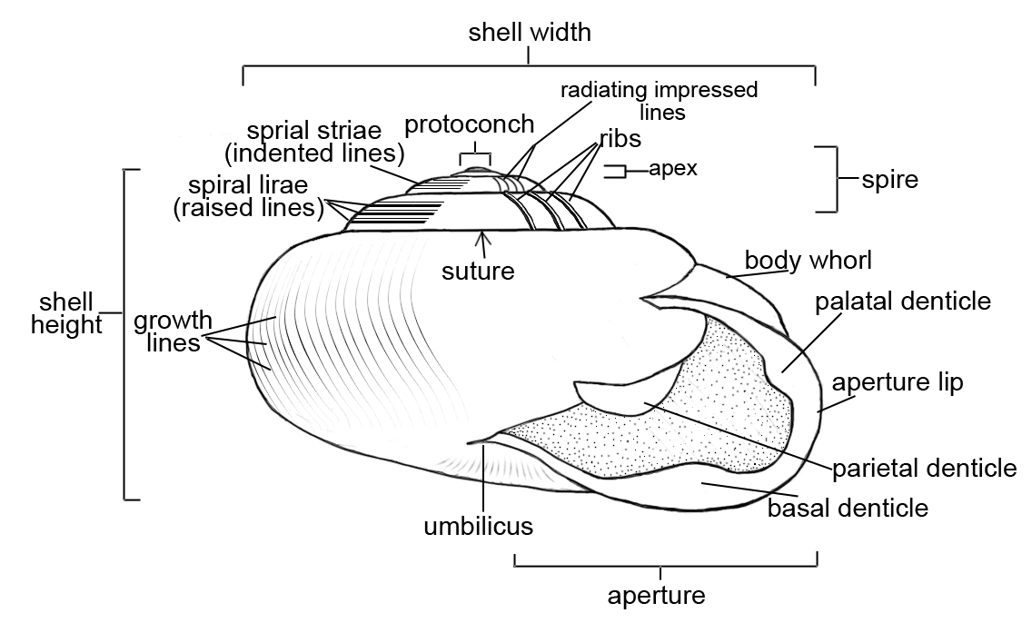 Snail Shell Structure_Courtesy of Marla L. Coppolino