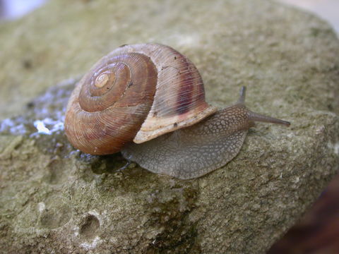 http://eol.org/data_objects/21620299 Snail on a rock