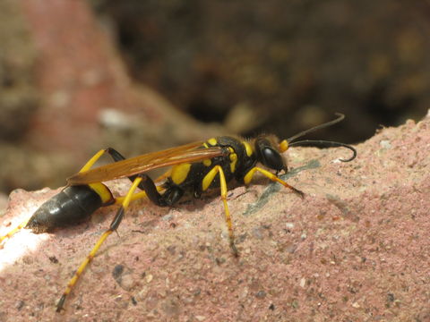 The black and yellow mud dauber on a cement wall