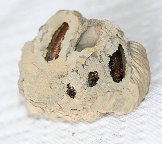 Wasps Nest - Sceliphron caementarium