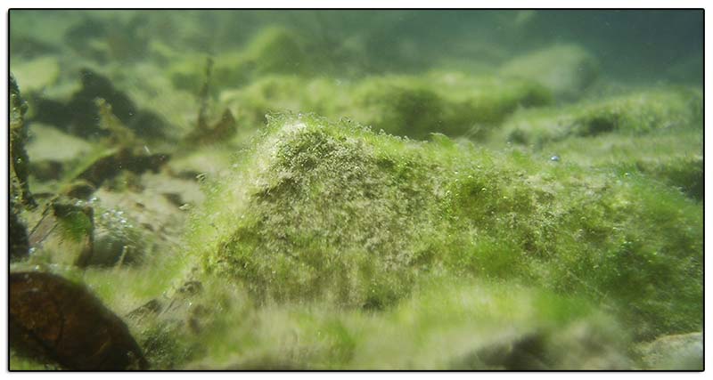 Green algae growin at the bottom of a stream by Justin Murdok