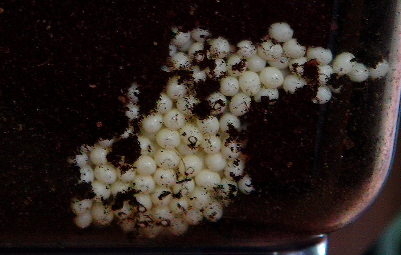 This is an image of Achatinas' eggs, which would resemble a terrestrial land snail eggs. This image was taken from http://commons.wikimedia.org/wiki/File:AchatinaEggs.jpg. 