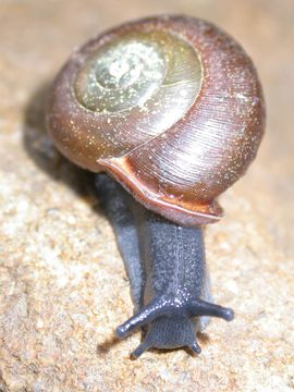 This image is a snail in the same genus, Inflectarius, and was taken from http://eol.org/pages/49345/overview.