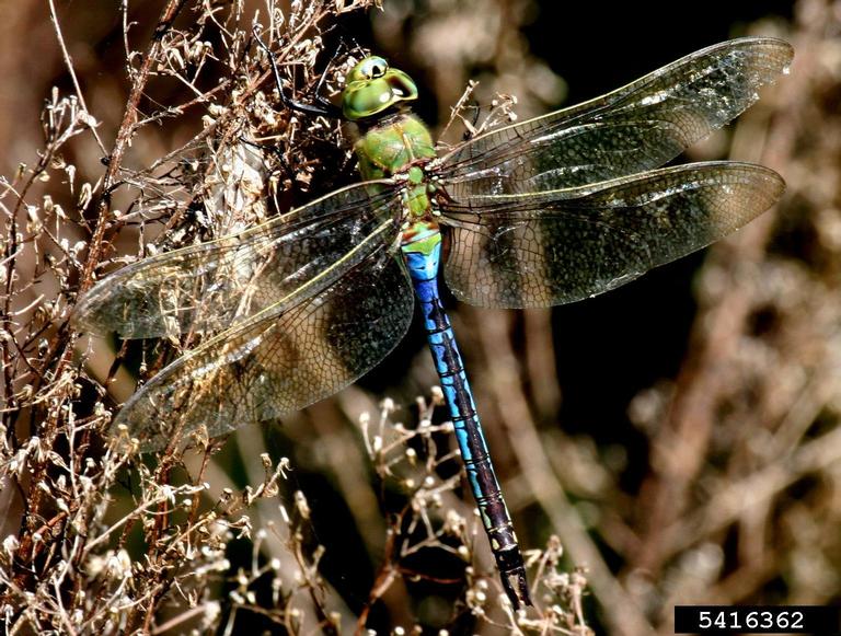 Permission to use the image given by Caleb Slemmons, University of Maine, Bugwood.org. The Common Green Darner dragonfly is resting on a twig.