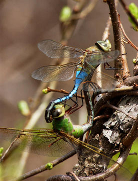Permission to use image provided by Phil Myers, Museum of Zoology, University of Michigan. Two Common Green Darner dragonflies mating.