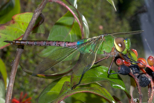 Permission to use image by Ben http://benkolstad.net/?p=4925&cpage=1#comment-5796. Common Green Darner perched on a shrub.