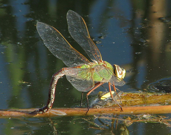 Permission to use image by Pierre Deviche at http://www.azdragonfly.net/species/common-green-darner. A female Common Green Darner dragonfly depositing her eggs in aquatic vegetation.