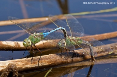 Permission to use image by Rob Schnell at http://www.discoverlife.org/mp/20q?guide=Anisoptera. Two Common Green Darners attached with the female depositing her eggs in aquatic vegetation.