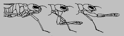 Permission to use image by John Trueman at http://tolweb.org/Odonata. This is a generic drawing of a labium shooting out at its prey.