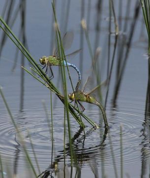 Permission to use image provided by Phil Myers, Museum of Zoology, University of Michigan. A male and a female Green Darner depositing eggs on aquatic vegetation.