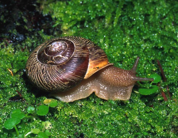 Forest Snail of the Polygirdae family - Courtesy of Evergreen State College