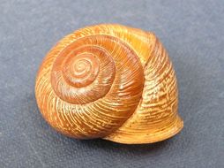 Land Snail Shelll - Courtesy of Encyclopedia of Life
