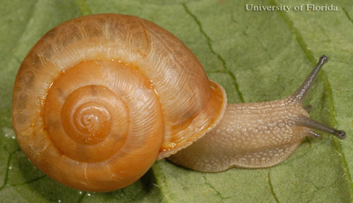 Land Snail related to the snail Allogona profunda (Say) - Courtesy of The University of Florida