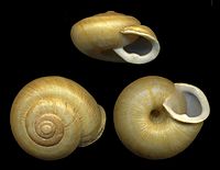 Gastropod Shells - Courtesy of Wikipedia