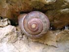 Forest Snail - Courtesy of Wisconsin DNR