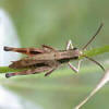 Grasshopper - Chloealtis conspersa - male