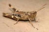 Grasshopper with short wings - Chloealtis conspersa - female