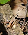 Sprinkled Broad-winged Grasshopper - Chloealtis conspersa - male