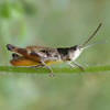 Grasshopper - Chloealtis conspersa - male