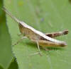 grasshopper - Chloealtis conspersa - female