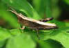 Pygmy Grasshopper - Chloealtis conspersa - male