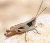 Chloealtis conspersa? - Chloealtis conspersa - male