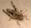 Grasshopper with short wings - Chloealtis conspersa - female