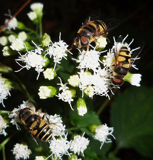 http://bugguide.net/node/view/593285 Hover flies feeding on pollen/nectar