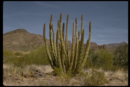 A desert cactus, Stenocereus thurberi, is a eukaryotic organism.