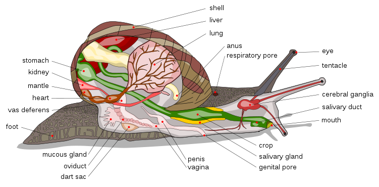 From: <http://en.wikipedia.org/wiki/File:Snail_diagram-en_edit1.svg> This shows the anatomy of a snail. Proving that it has eye spots, a heart, foot, and that the anus is on top of the pneumostome due to torsion.