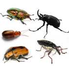 This is a picture of some basic beetles that might become predators to snails. From: <http://en.wikipedia.org/wiki/Beetles>