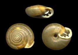 This is an image of the Polygyridae land snail. From: http://www.google.com/imgres?start=81&um=1&hl=en&sa=N&biw=1600&bih=695&tbm=isch&tbnid=yCAPp18EGNOBUM:&imgrefurl=http://pt.m.wikipedia.org/wiki/Ficheiro:AshLevAngAll.jpg&docid=6QsqEKhrYM0KvM&imgurl=http://upload.wikimedia.org/wikipedia/commons/b/b3/AshLevAngAll.jpg&w=1643&h=1167&ei=iyR-T9KkOoXX0QHW-cW-Dg&zoom=1&iact=hc&vpx=1287&vpy=11&dur=1240&hovh=189&hovw=266&tx=176&ty=127&sig=100095669046061717387&page=4&tbnh=150&tbnw=192&ndsp=28&ved=1t:429,r:6,s:81,i:17