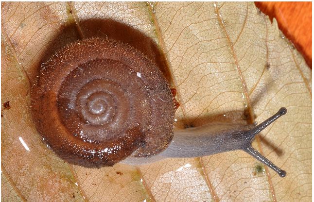 Photo taken by John Slapcinsky of an Inflectarius snail