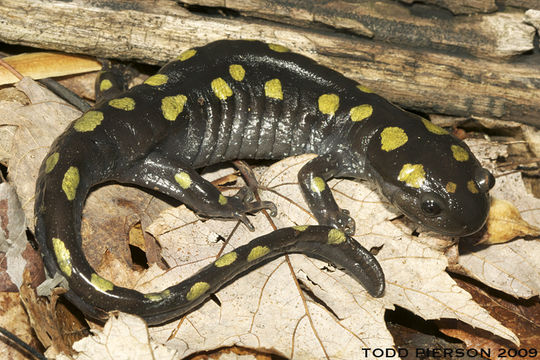 Ambystoma maculatum.  Common predator of land snails.  Taken by Todd Pierson.  eol.org