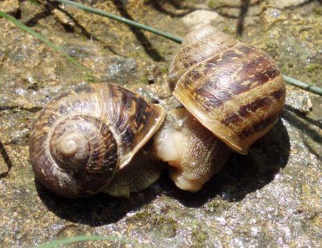 Pair of terrestrial snails courting.  Cornu aspersum.  Taken by Isidro Martinez.  eol.org