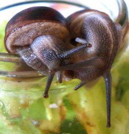 Snail Reproduction