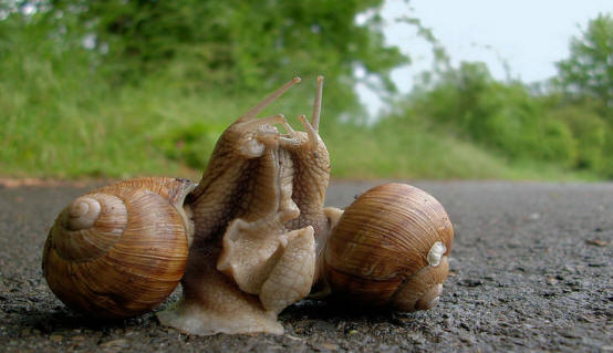 Snail Courtship