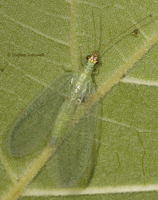 Used with permission from the American Insects Website- This photograph depicts a Goldeneyed Lacewing.